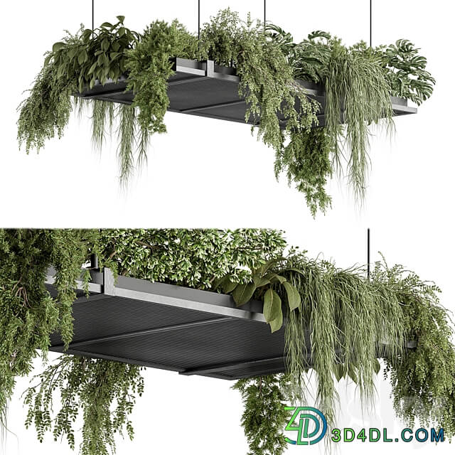 indoor Plant 443 Hanging Plants 3D Models