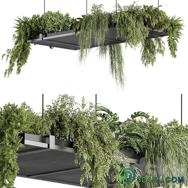 indoor Plant 443 Hanging Plants 3D Models