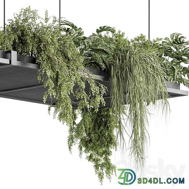 indoor Plant 443 Hanging Plants 3D Models