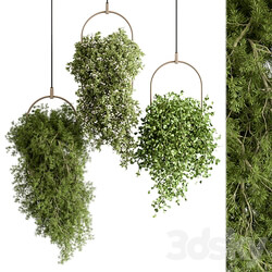 indoor Plant 438 Hanging Plants 3D Models 