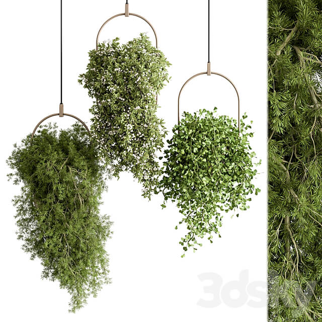 indoor Plant 438 Hanging Plants 3D Models