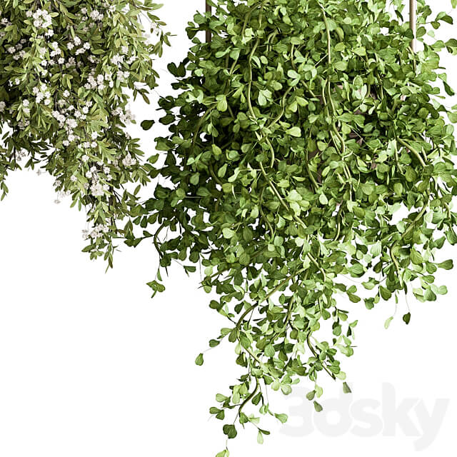 indoor Plant 438 Hanging Plants 3D Models