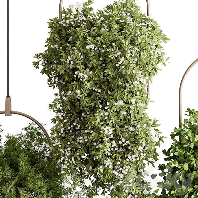 indoor Plant 438 Hanging Plants 3D Models