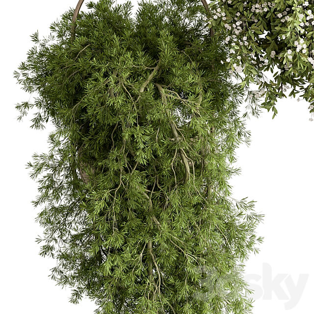 indoor Plant 438 Hanging Plants 3D Models
