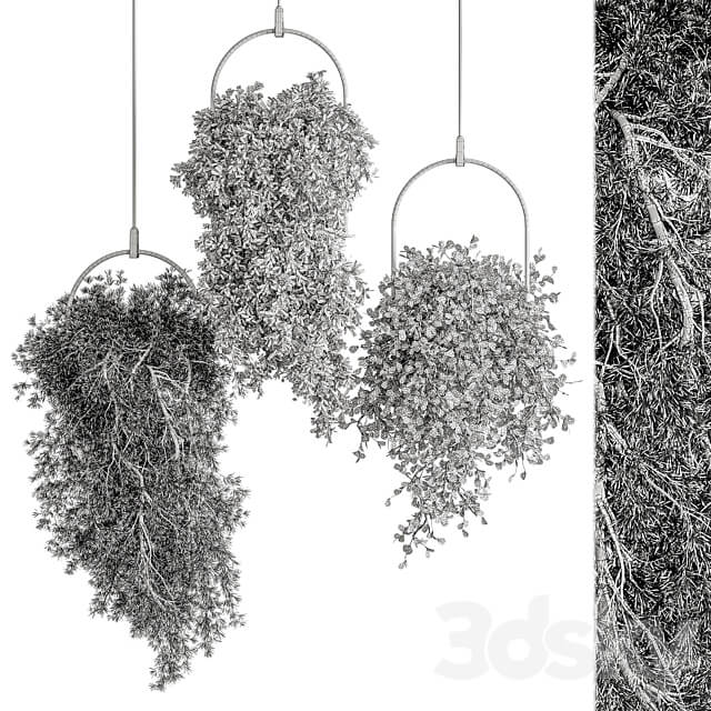 indoor Plant 438 Hanging Plants 3D Models