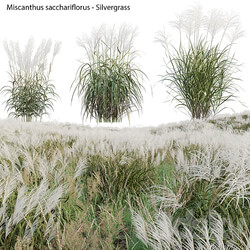 Miscanthus sacchariflorus Silvergrass 02 3D Models 