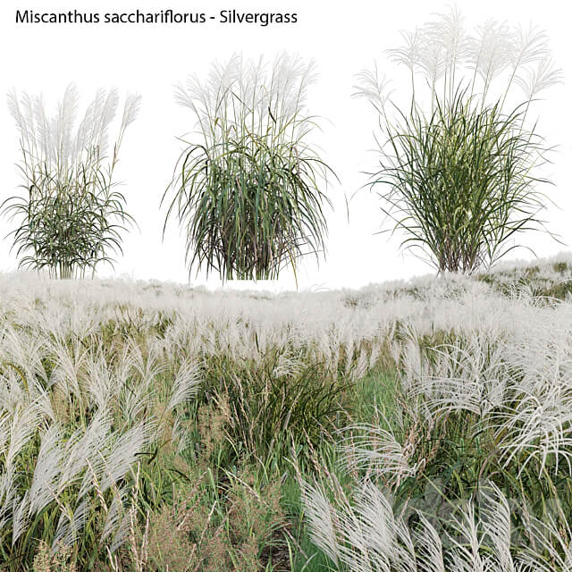 Miscanthus sacchariflorus Silvergrass 02 3D Models
