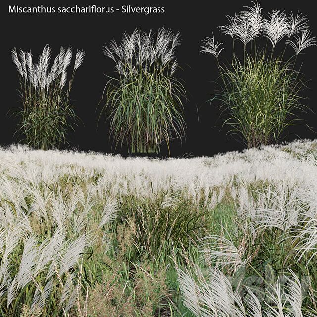 Miscanthus sacchariflorus Silvergrass 02 3D Models