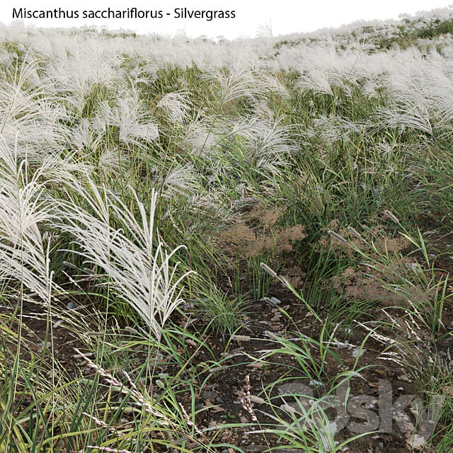 Miscanthus sacchariflorus Silvergrass 02 3D Models