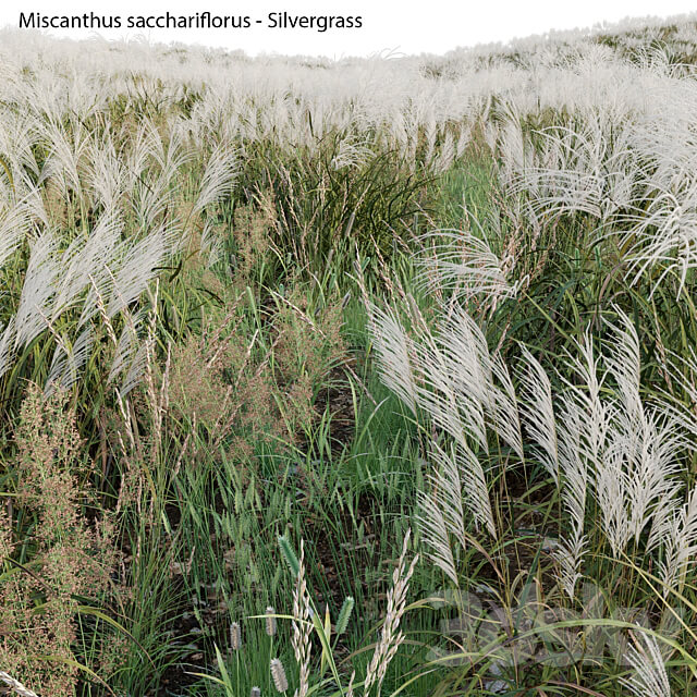 Miscanthus sacchariflorus Silvergrass 02 3D Models