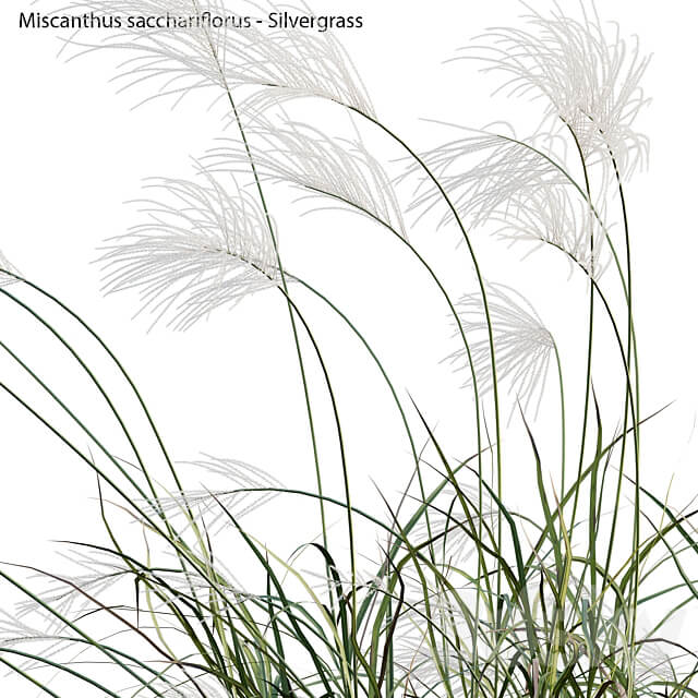 Miscanthus sacchariflorus Silvergrass 02 3D Models