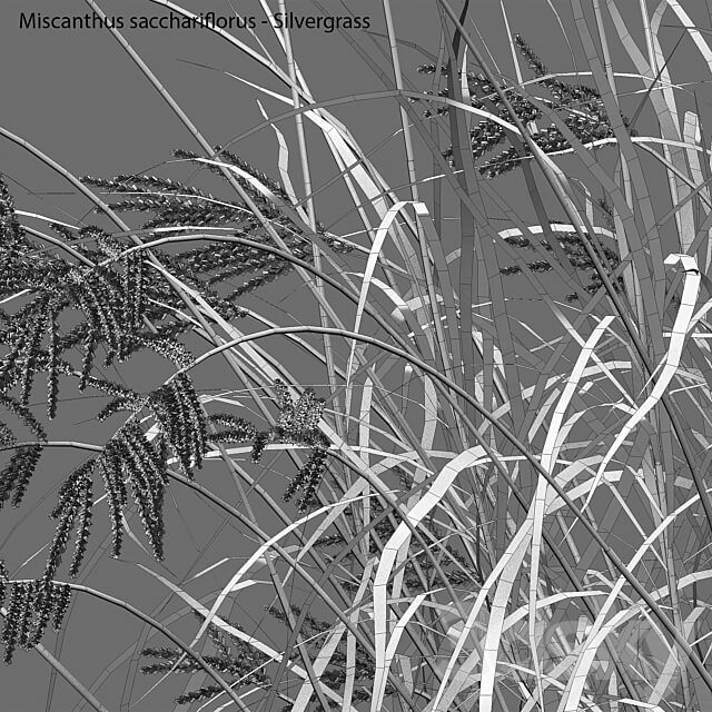 Miscanthus sacchariflorus Silvergrass 02 3D Models
