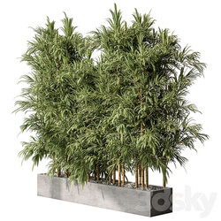 Bamboo Plants Outdoor Plants 469 3D Models 