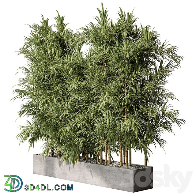 Bamboo Plants Outdoor Plants 469 3D Models