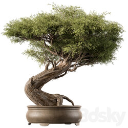 indoor Plant 452 Bonsai Plant 3D Models 