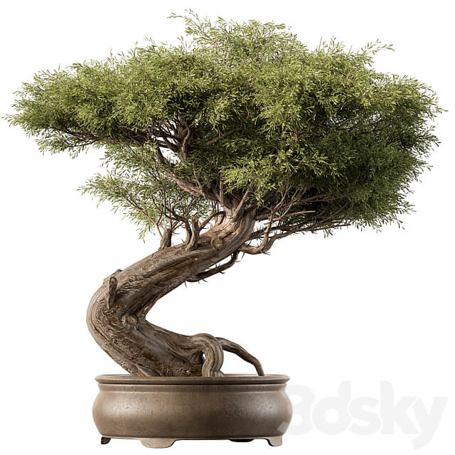 indoor Plant 452 Bonsai Plant 3D Models