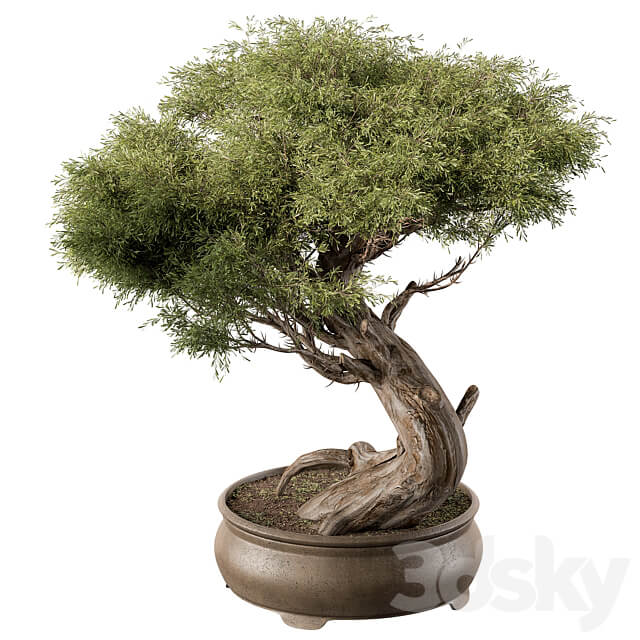 indoor Plant 452 Bonsai Plant 3D Models