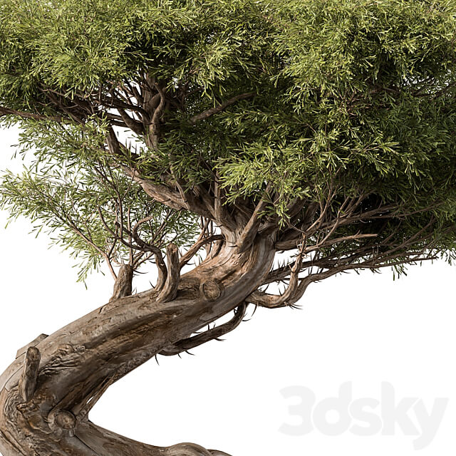 indoor Plant 452 Bonsai Plant 3D Models