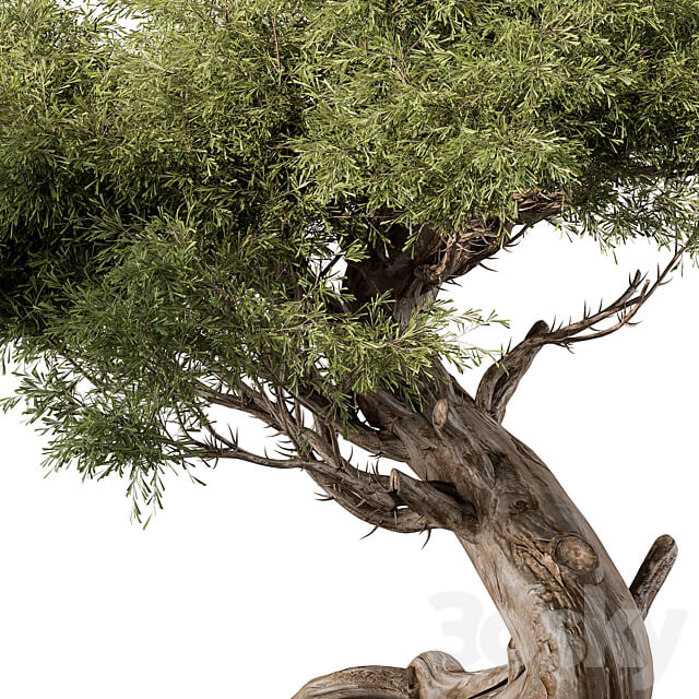 indoor Plant 452 Bonsai Plant 3D Models