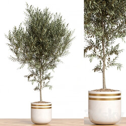 Plant Collection 82 