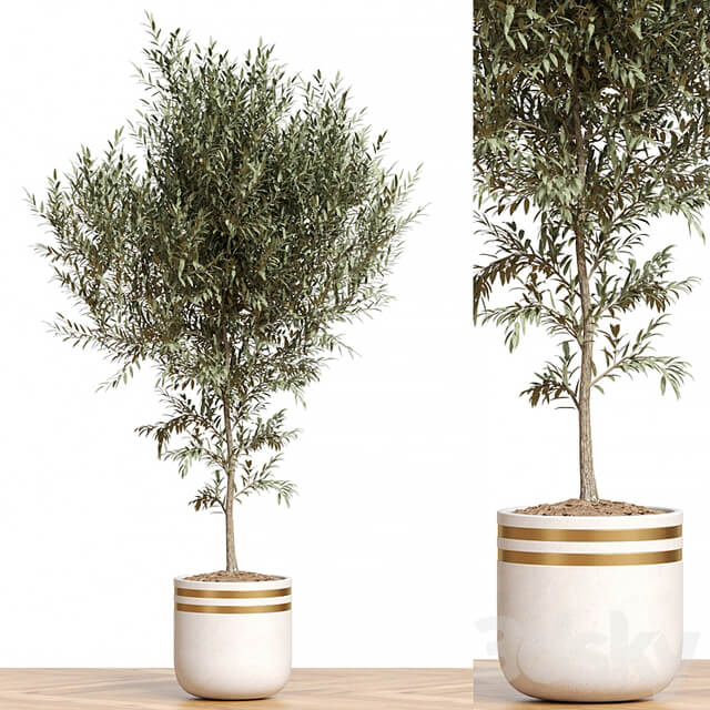 Plant Collection 82