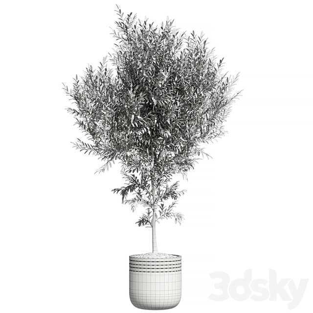 Plant Collection 82