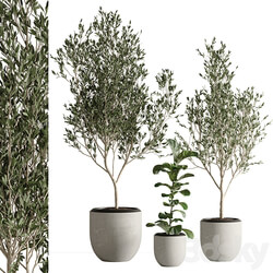indoor plant set 43 