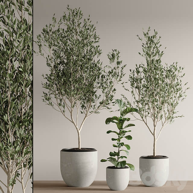 indoor plant set 43