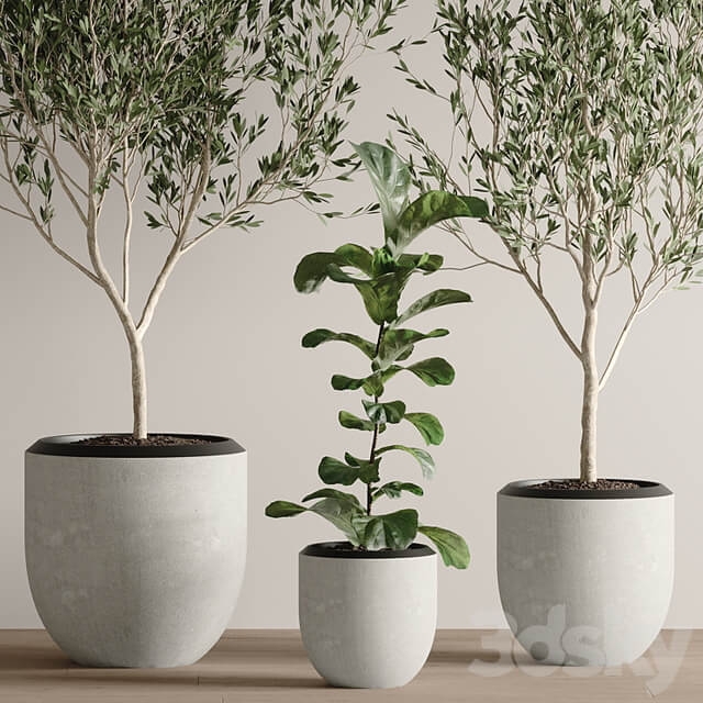 indoor plant set 43