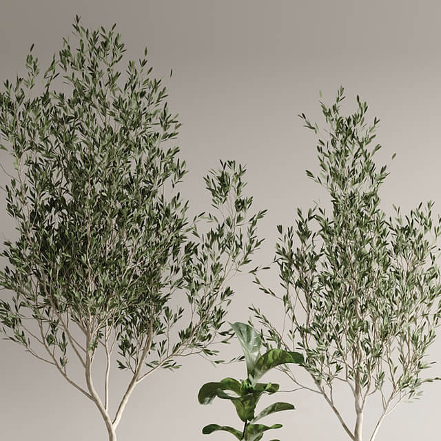 indoor plant set 43