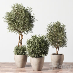 Indoor Plant Set 01 