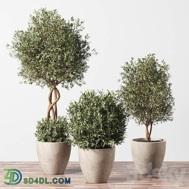 Indoor Plant Set 01