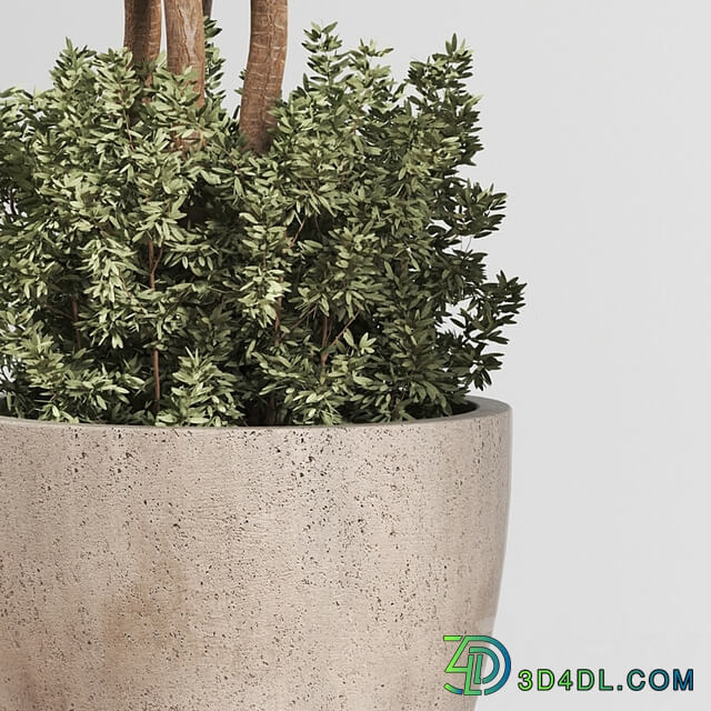 Indoor Plant Set 01
