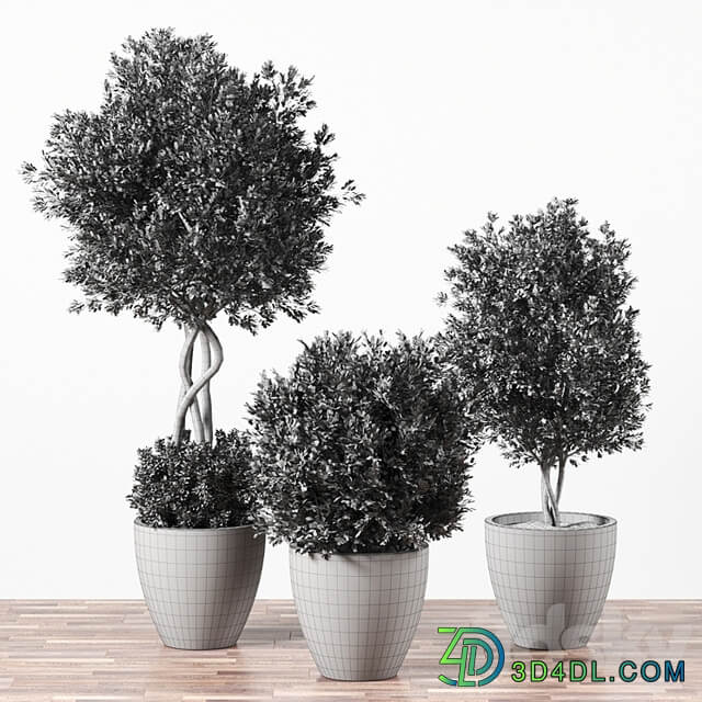 Indoor Plant Set 01