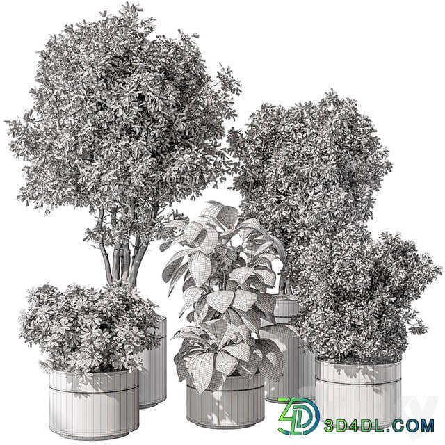 indoor Plant 463 Tree and Bush