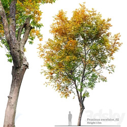 Fraxinus excelsior 02 