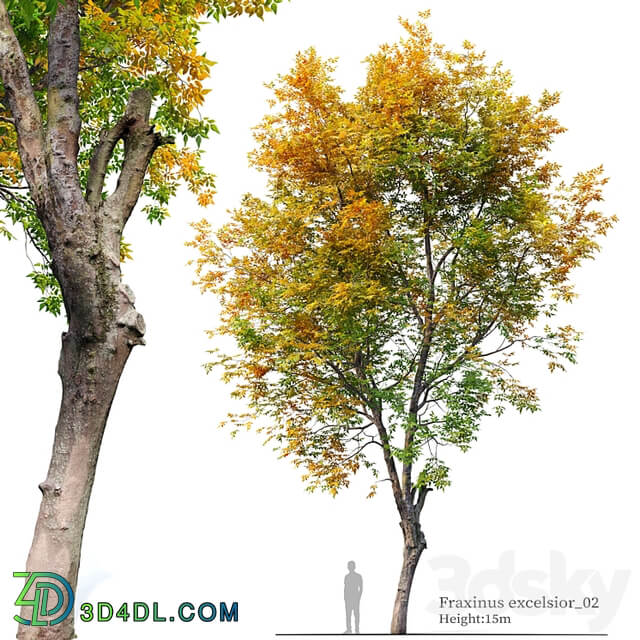 Fraxinus excelsior 02