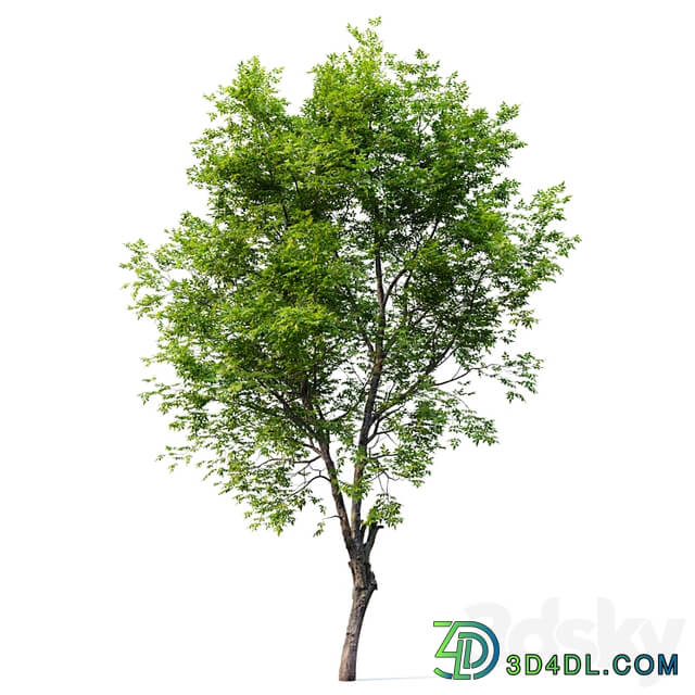 Fraxinus excelsior 02