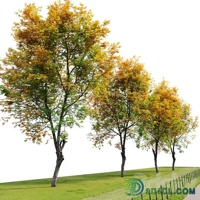 Fraxinus excelsior 02
