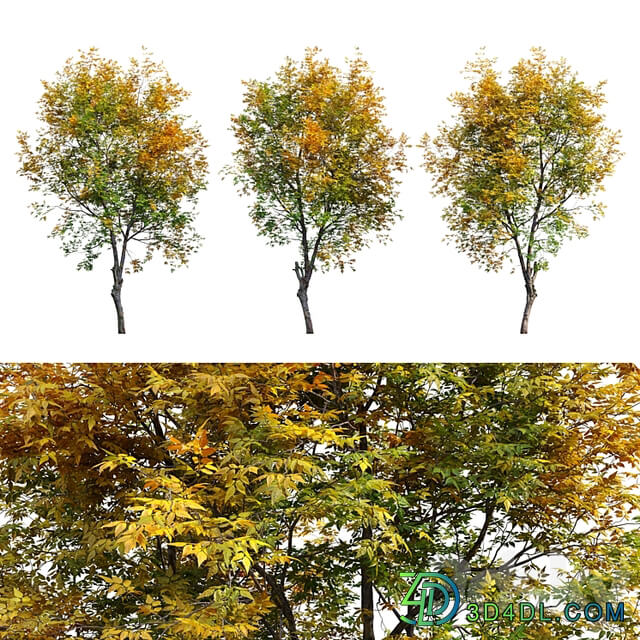 Fraxinus excelsior 02