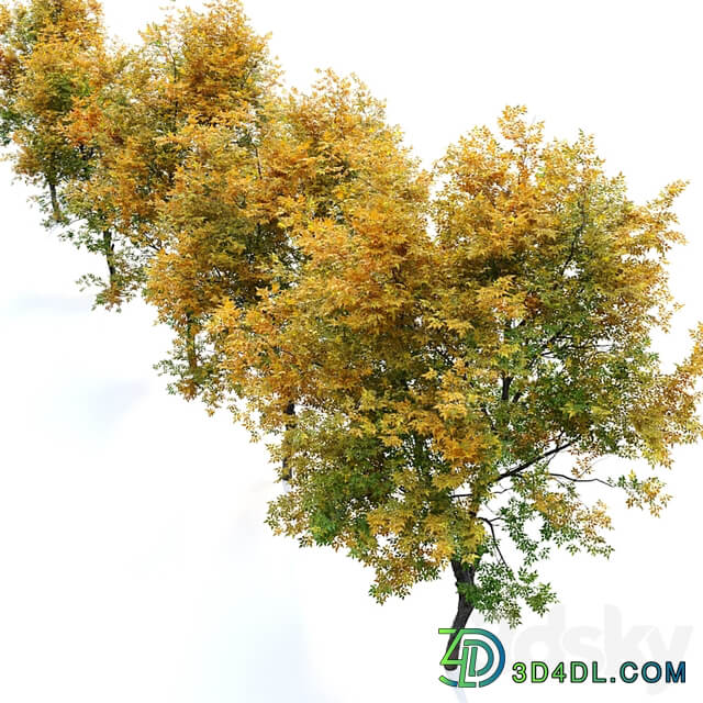 Fraxinus excelsior 02