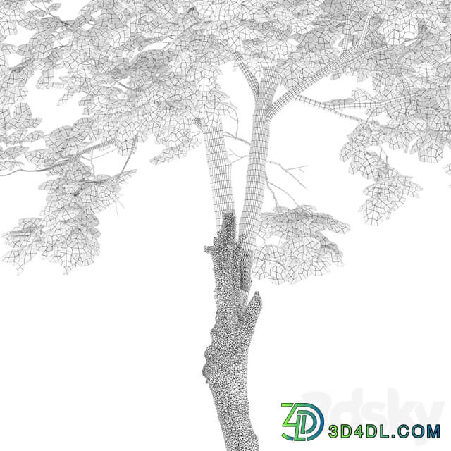 Fraxinus excelsior 02