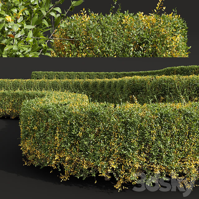 Ligustrum Quihoui Privet Pruned