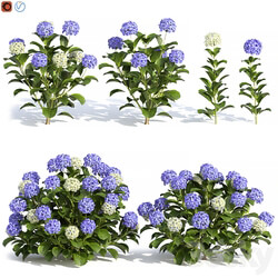 Hydrangea Flowers 