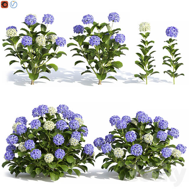 Hydrangea Flowers