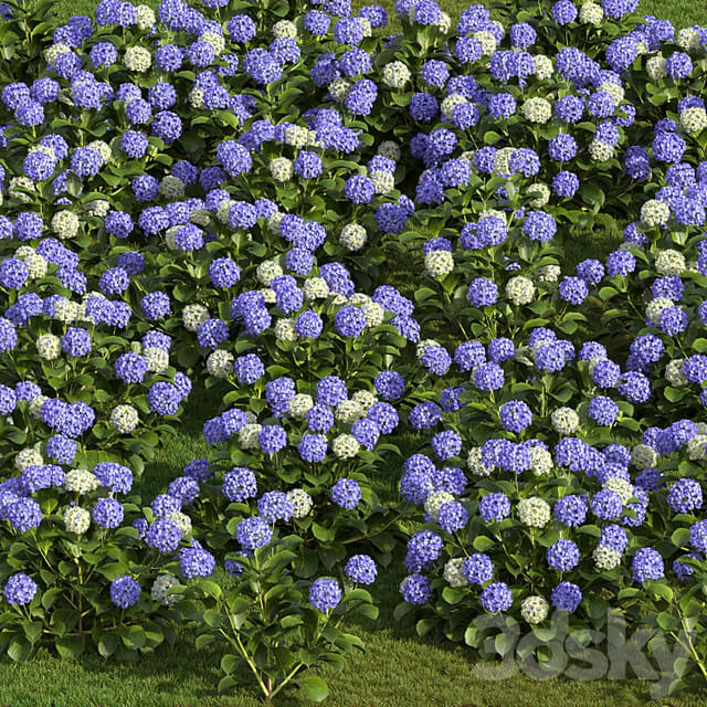 Hydrangea Flowers