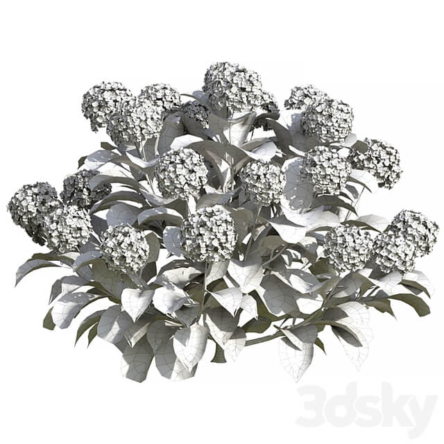 Hydrangea Flowers