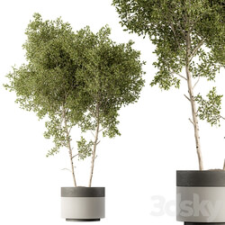 Outdoor Plants 472 Tree in Pot 