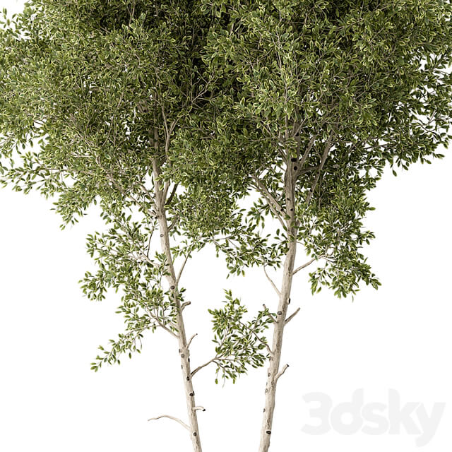 Outdoor Plants 472 Tree in Pot