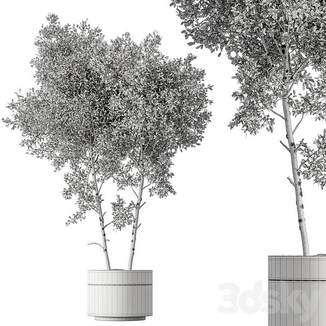 Outdoor Plants 472 Tree in Pot